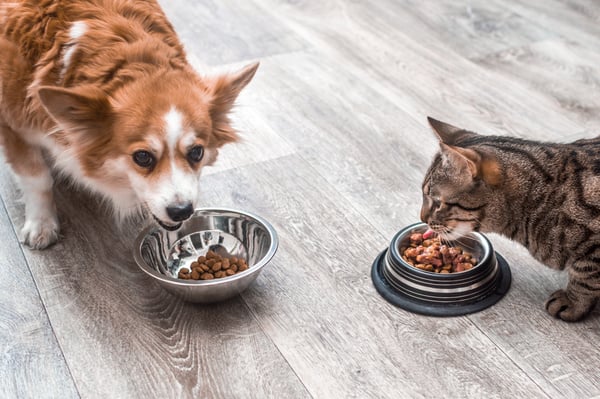 Cat and Dog Eating Food on their Bow