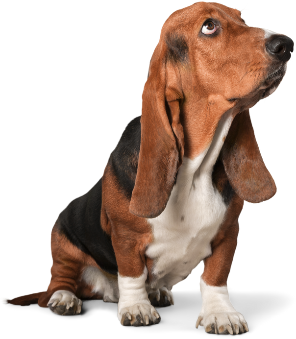 Basset Hound Dog 