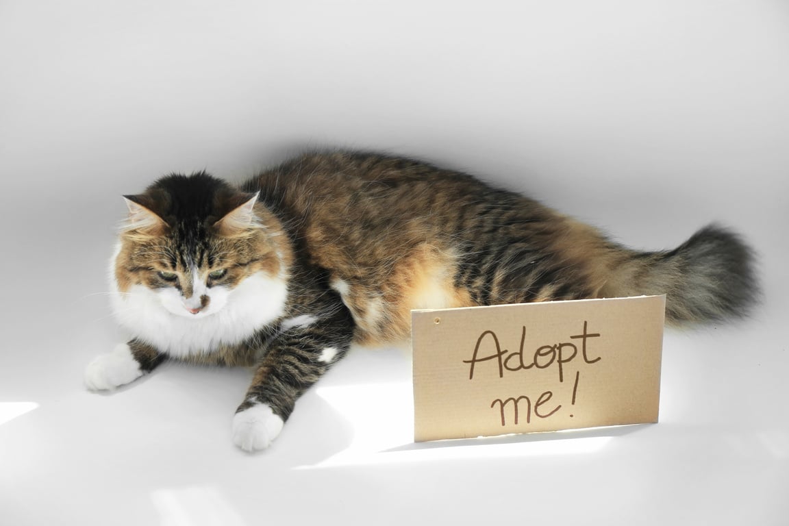 Fluffy Cat and Carton with Text ADOPT ME